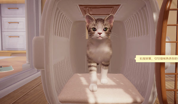 我和我的猫 我和我的猫